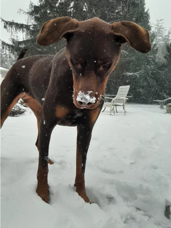 Miss Pandora loves the snow and her ball